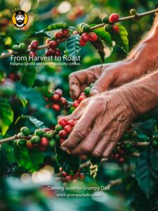 Hand picking coffee cherries on a branch